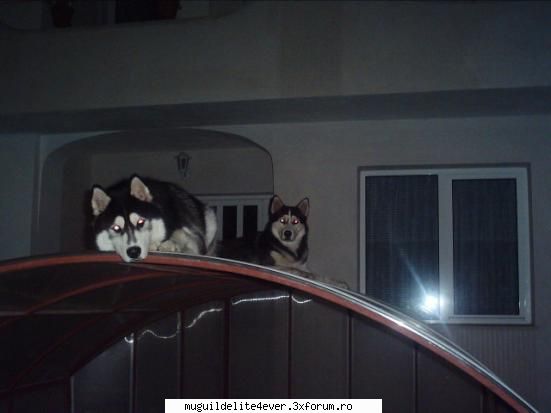 her are my dogs, hope you like them elitte pictures time
